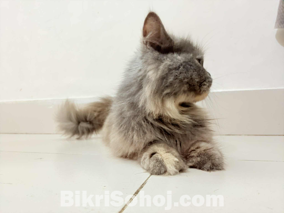 Persian female cat